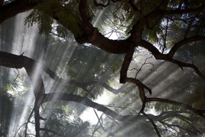 Light-through-the-smoke.jpg