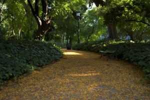 Flores-de-Tipa-en-el-Jardin-Botanico-por-Beatrice-Murch.jpg