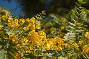Flores-de-Tipa-por-Beatrice-Murch.jpg