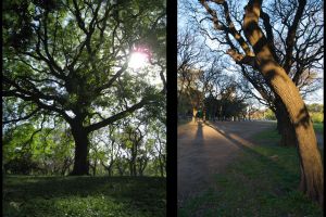 Summer-and-winter-Tipas.jpg