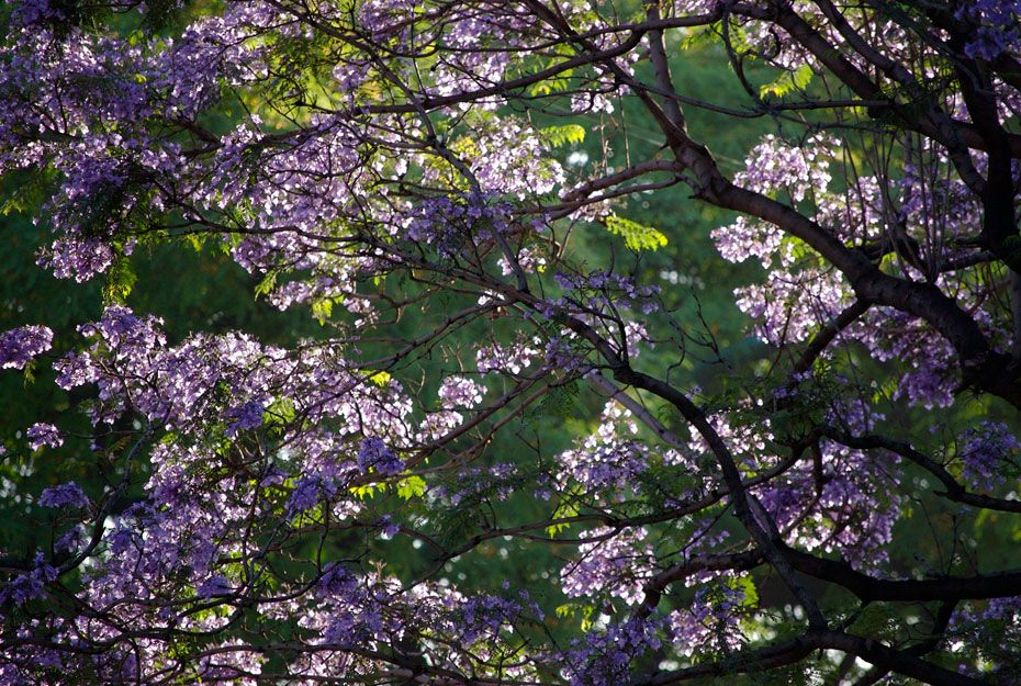 1Morning-backlit-jacarandas.jpg