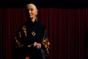 Jane-Goodall-at-EcoFilmFest.jpg