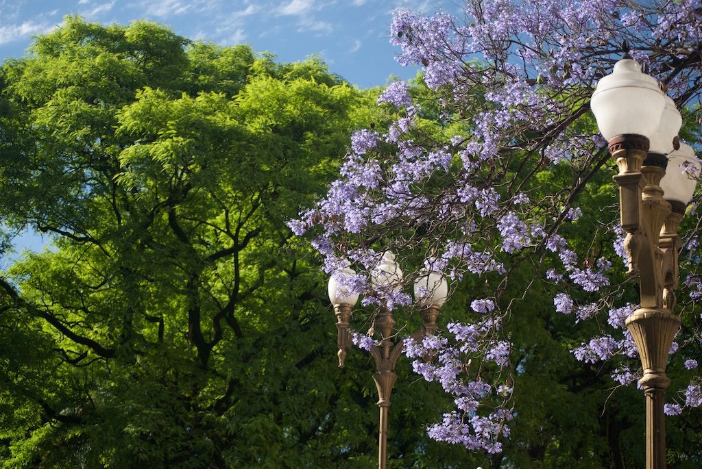 Jacaranda and Tipa trees in Plaza San Martin in Buenos Aires by Beatrice Murch