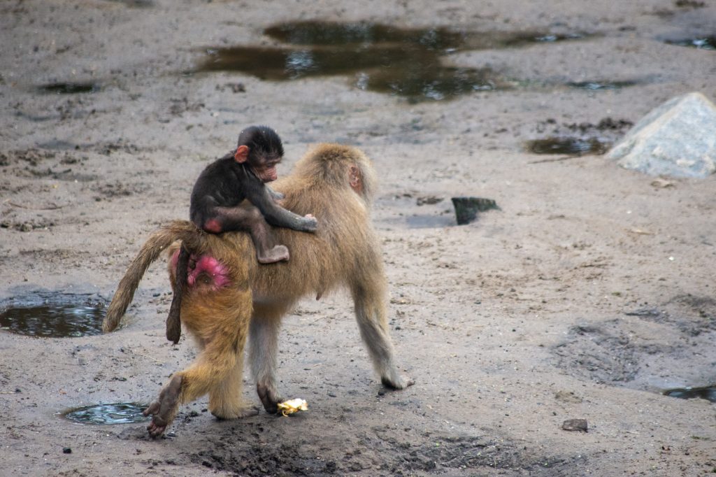 Baby baboon on Mama's back at DierenPark Amersfoort by Beatrice Murch