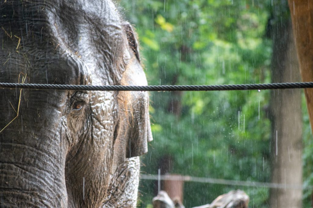 Elephant in the rain at DierenPark Amersfoort by Beatrice Murch