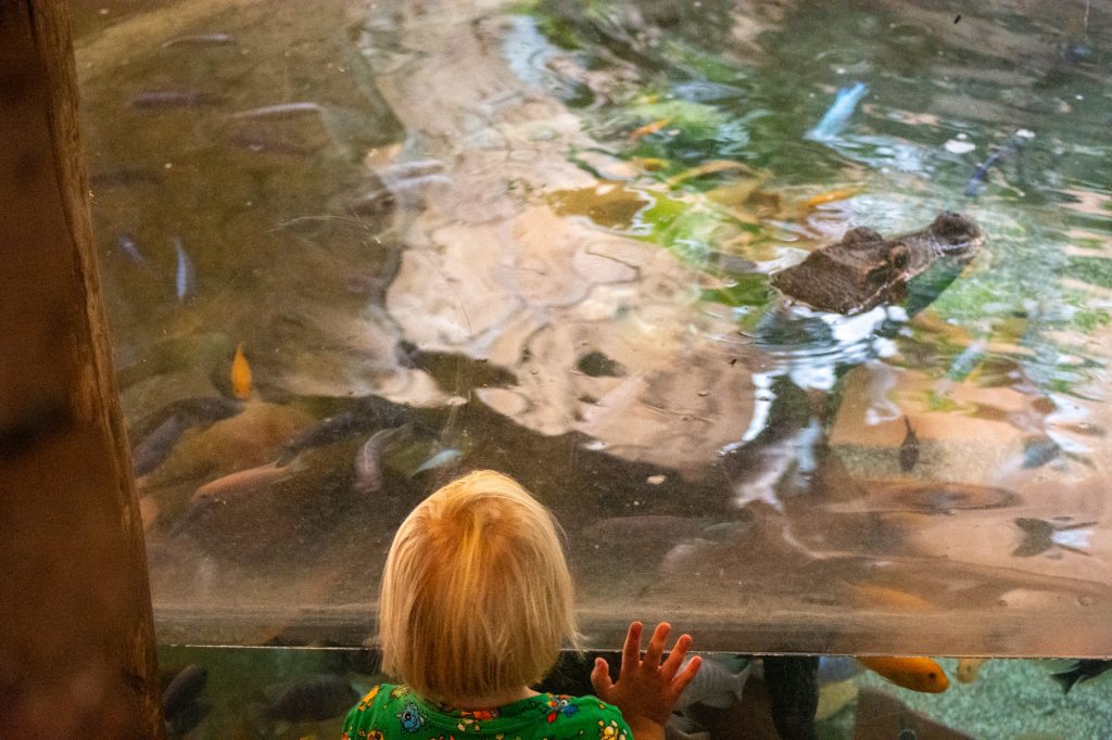 Looking at the crocodile at DierenPark Amersfoort by Beatrice Murch
