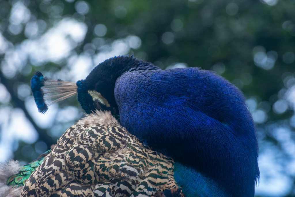 Peacock at DierenPark Amersfoort by Beatrice Murch
