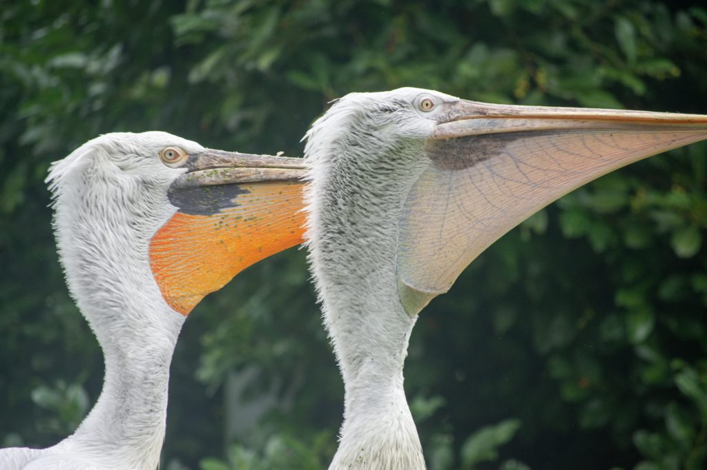 Pelicans at DierenPark Amersfoort by Beatrice Murch