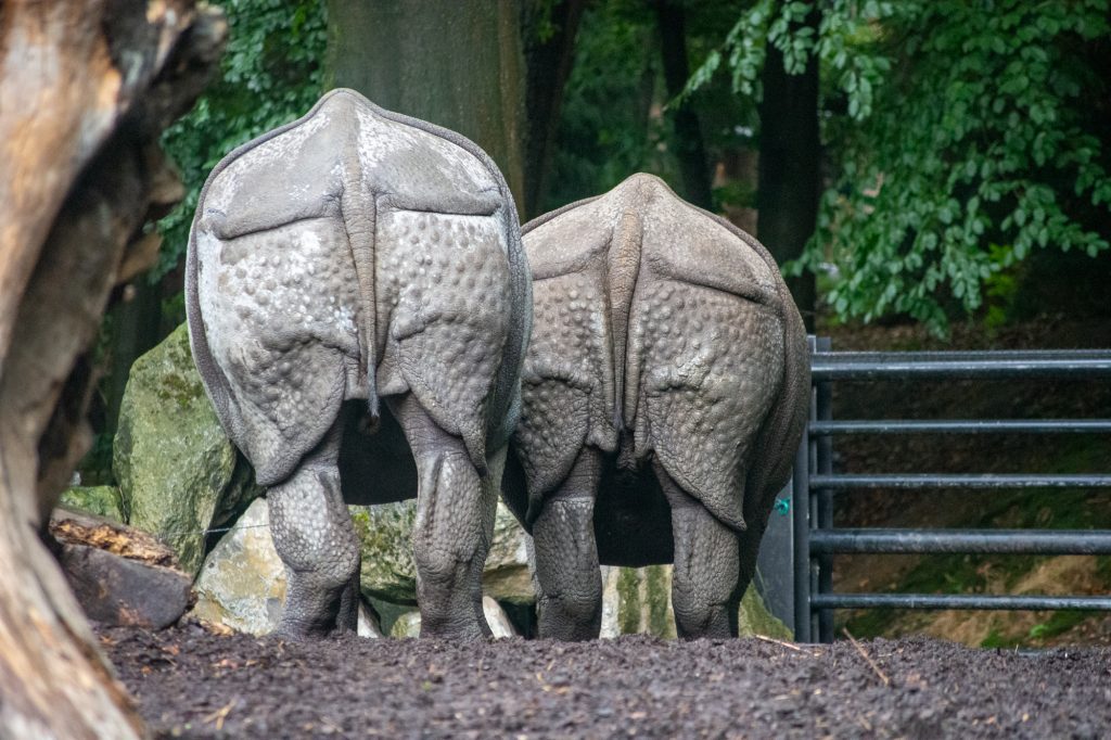 Rhinos' Behinds at DierenPark Amersfoort by Beatrice Murch