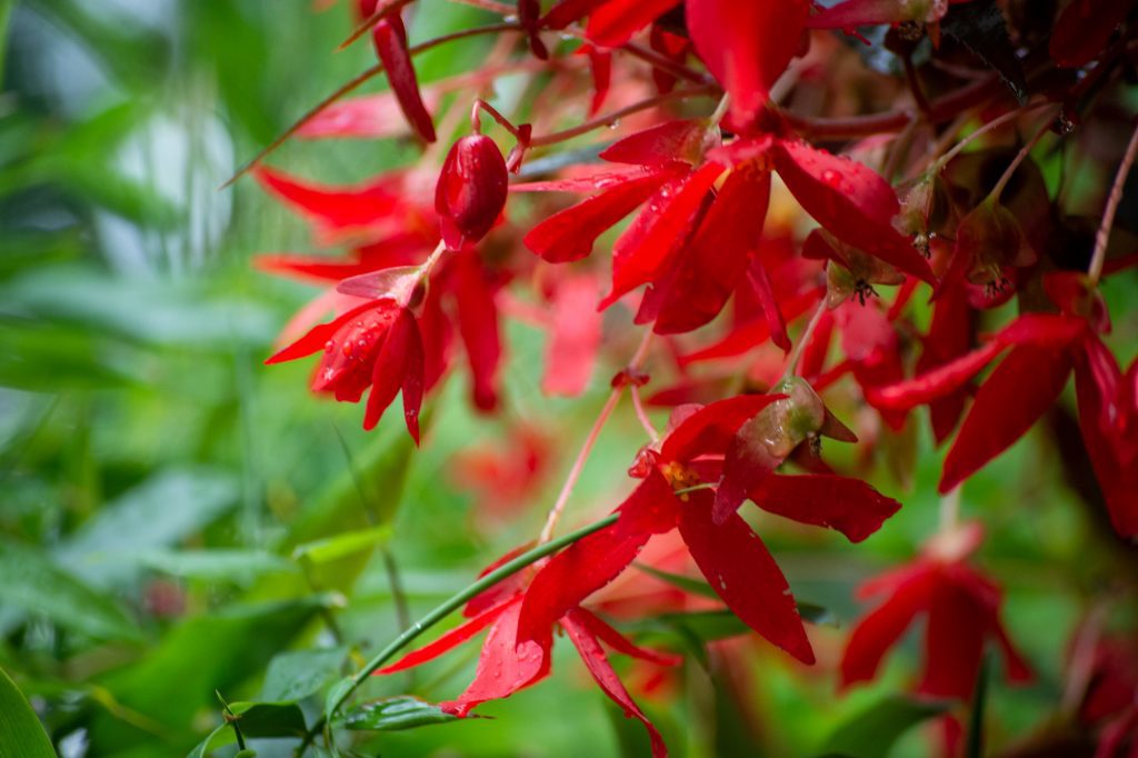 Wet Red Flowers at DierenPark Amersfoort by Beatrice Murch