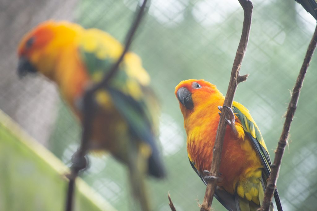 Yellow Parrots at DierenPark Amersfoort by Beatrice Murch